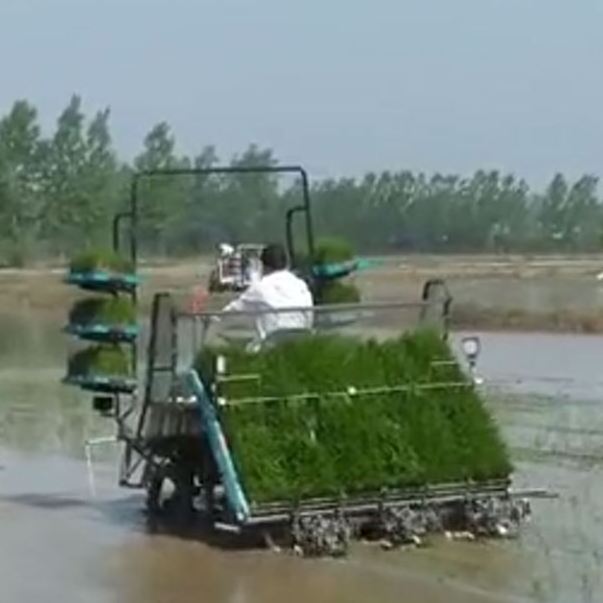 Changlin Diesel Engine High Speed 6 Rows Riding Rice Paddy Field Planting Machine