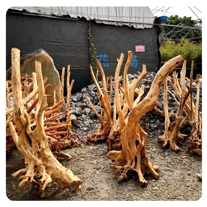 home decoration garden landscaping large driftwood Azalea root