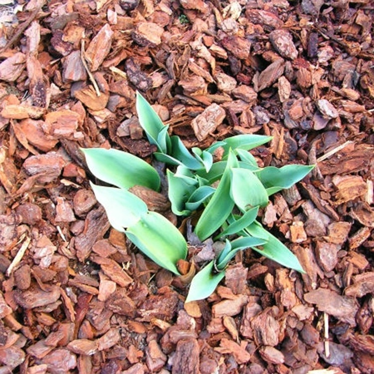 polished red pine bark mulch fractions for plants and garden