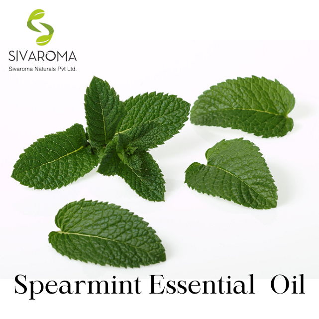 Wholesale Aromatherapy Spearmint Essential Oil At Bulk Price - Organic And 100% Pure Spearmint Essential Oil For Face And Hair