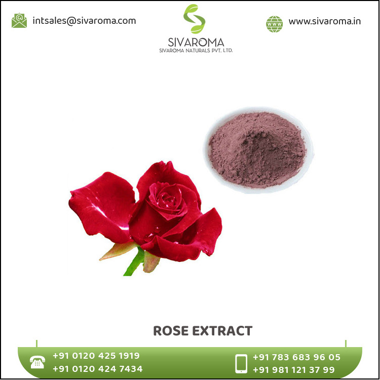 Rose Petals Extract Powder Extracted from Dried Flowers and Leaves 100% Natural Rose Powder Available at Bulk for Buyers