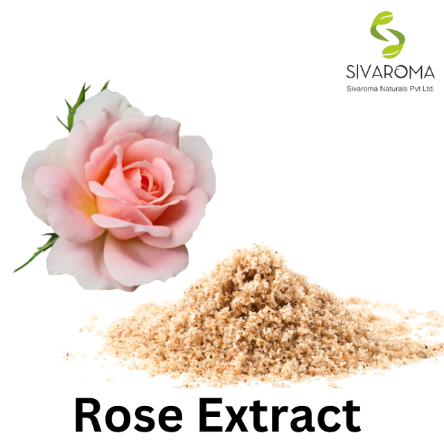 Rose Petals Extract Powder Extracted from Dried Flowers and Leaves 100% Natural Rose Powder Available at Bulk for Buyers