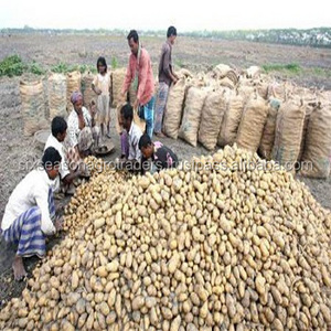 High quality 100% Organic fresh Potatoes from Bangladesh