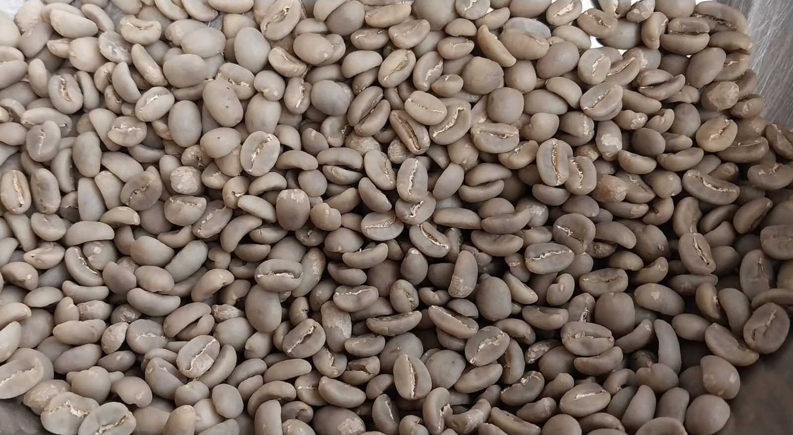 Hot Sale Semi Fully Washed Wine Natural Honey Wild Luwak Long Pea Berry Original Arabica Robusta Roasted Green Bean Coffee Bean