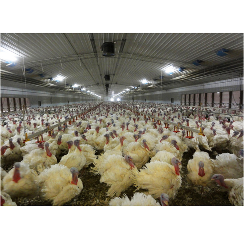 China low cost steel frame turkey breeding farming house sheds turkey coops