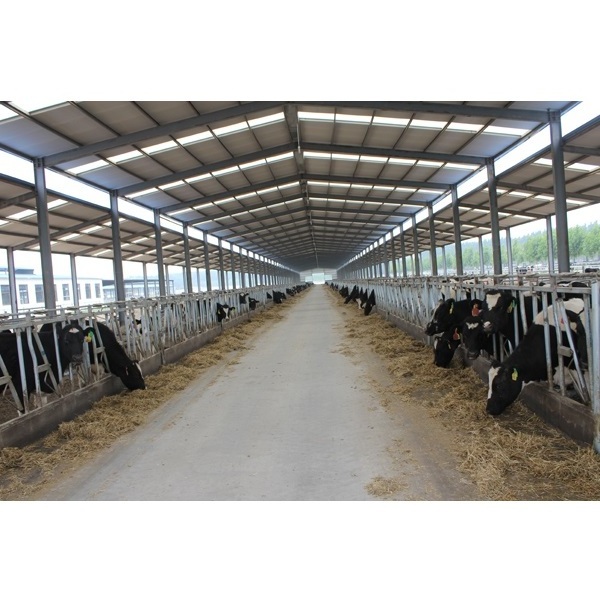 Prefab steel structure barn for cattle / cow shed / dairy farm