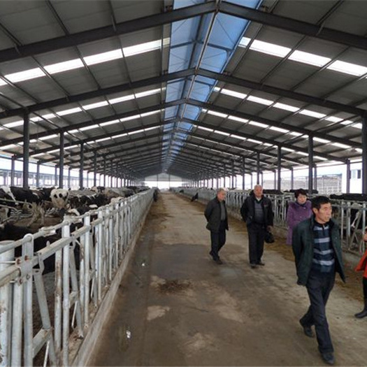 Prefab steel structure barn for cattle / cow shed / dairy farm