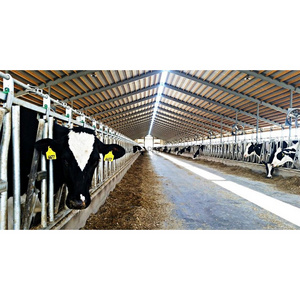 Prefab cow dairy farm housing cattle barn sheds for sale