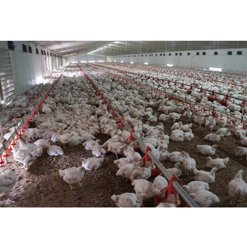 China low cost steel frame turkey breeding farming house sheds turkey coops