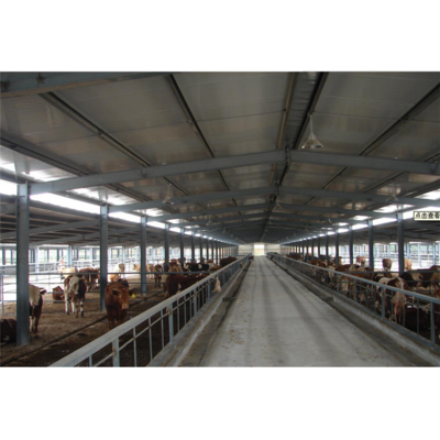 Prefab steel structure barn for cattle / cow shed / dairy farm