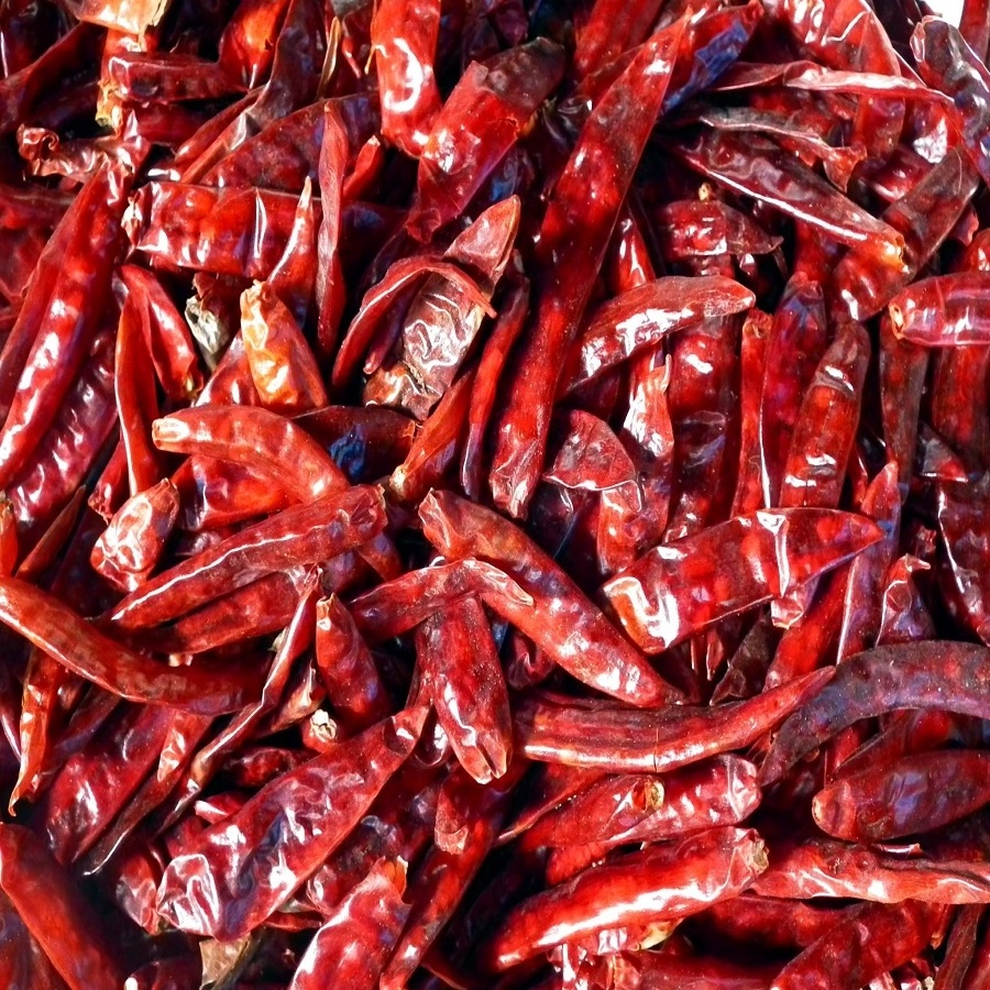 fresh stock of dry red chili use for cooking food processing ingredients Dubai UAE UK USA South Africa Mexico importers