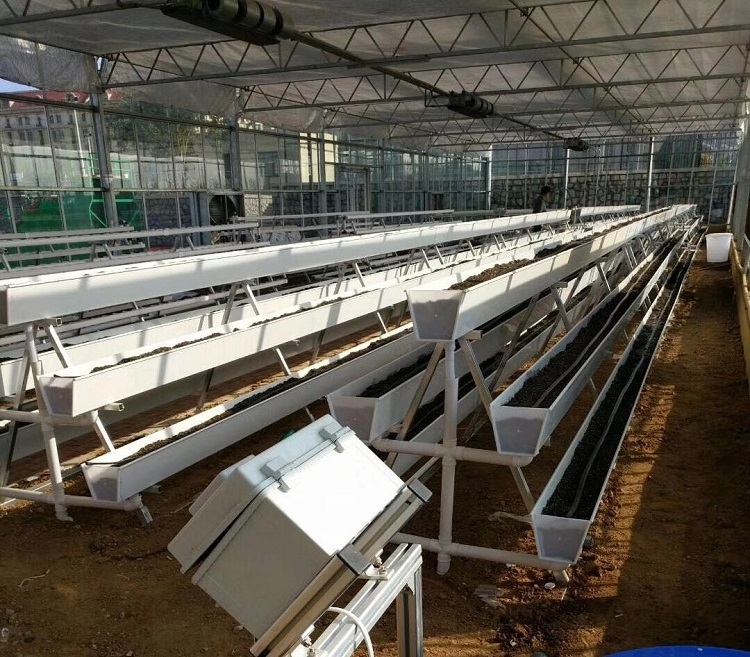 Greenhouse Vertical Hydroponic Strawberry Growing System