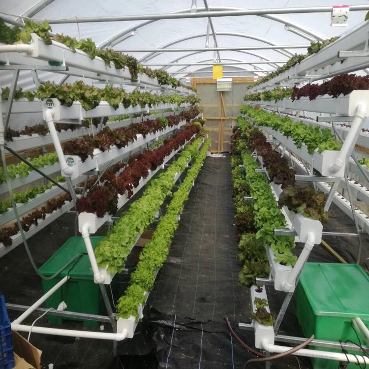 Skyplant Used Nft Hydroponic Greenhouse Equipment For Sale