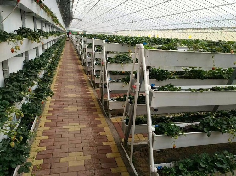 Greenhouse Vertical Hydroponic Strawberry Growing System