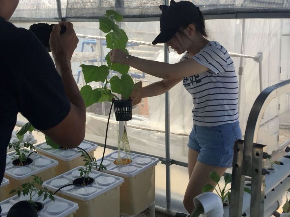 Complete Dutch Bucket  system for grow cucumber and tomato