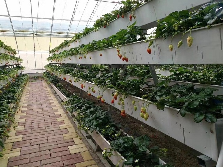 Greenhouse Vertical Hydroponic Strawberry Growing System