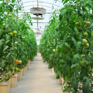 Factory Complete Garden Hydroponic Tomato Dutch Bucket Grow system Dutch Bucket Hydroponics growing System