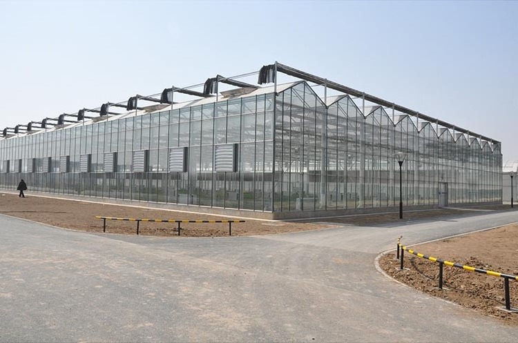 Skyplant Venlo Tempered Glass Greenhouse High Efficient Solar Greenhouse for sale