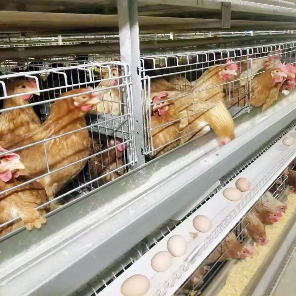 Automatic Poultry Feed Equipment Fowl Laying Hens Farm Egg Layer Chicken Battery Cages System Machine For 50000 Birds