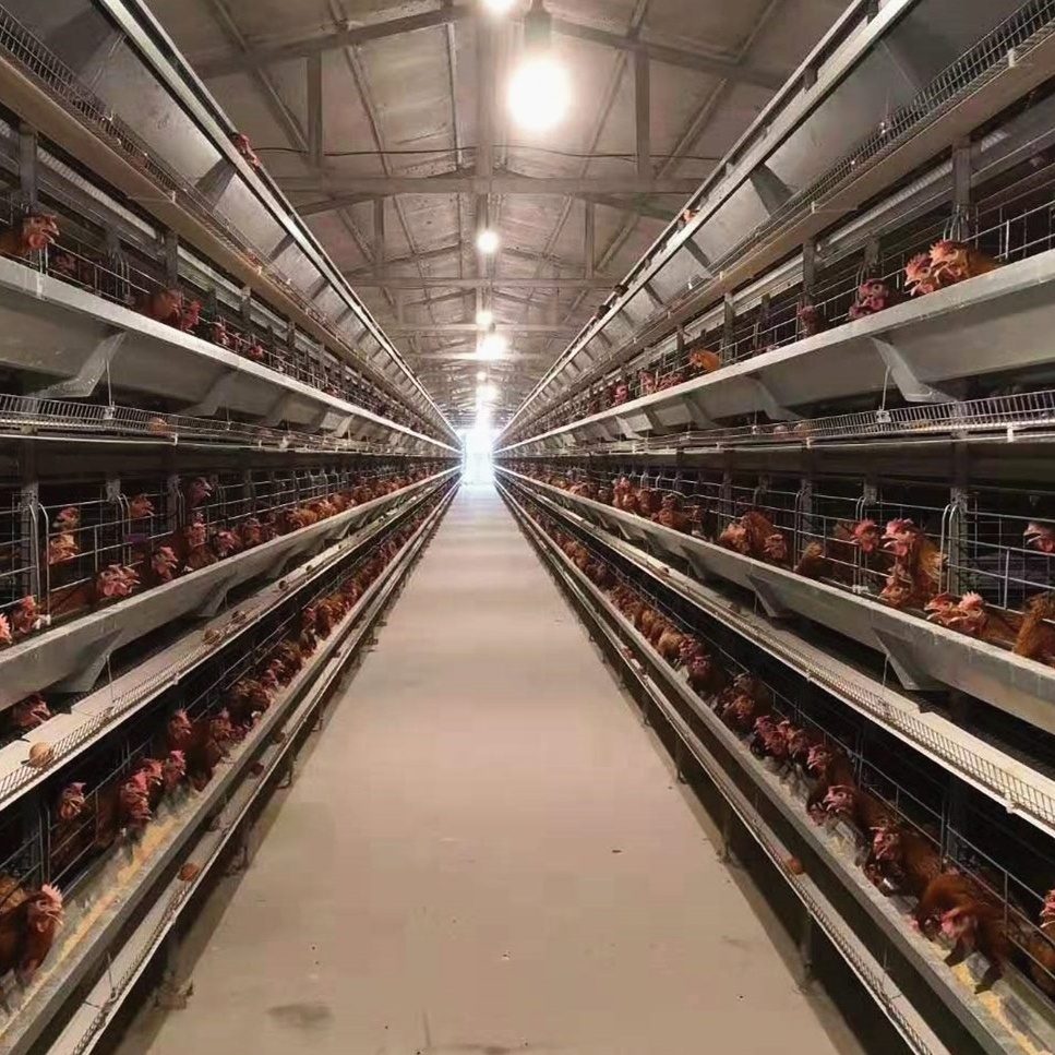 Hot Sale high quality one-stop service Automatic Hens Layer Cage Feeding Equipment for Poultry Farms