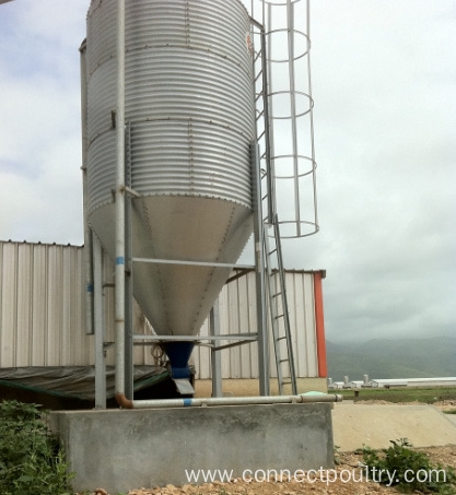 Feed Silo for Chicken house shed feeding equipment / poultry farm main feeding line system