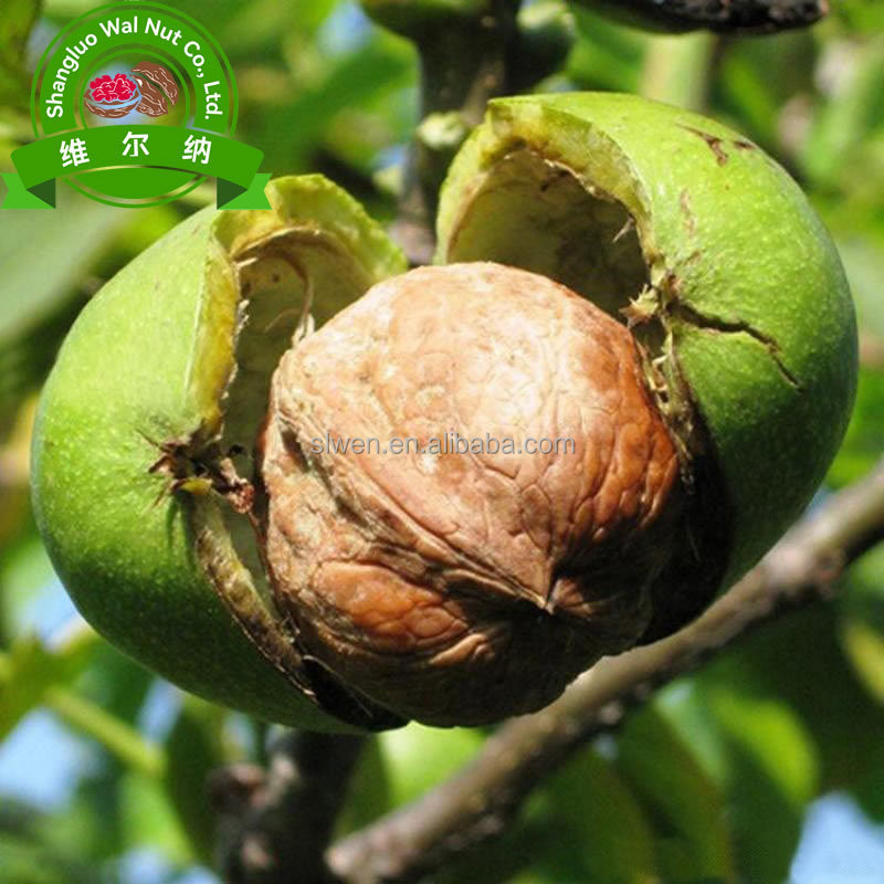 Daily Snacks Xinjiang Nuts High Satiety Xin 185 Walnut Kernel