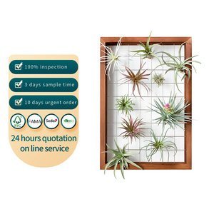 Tillandsia Display Hanger Wooden Shelf Wall Decor for House Plants Succulent Wooden Air Plant Frame Hanging Air plant Holder