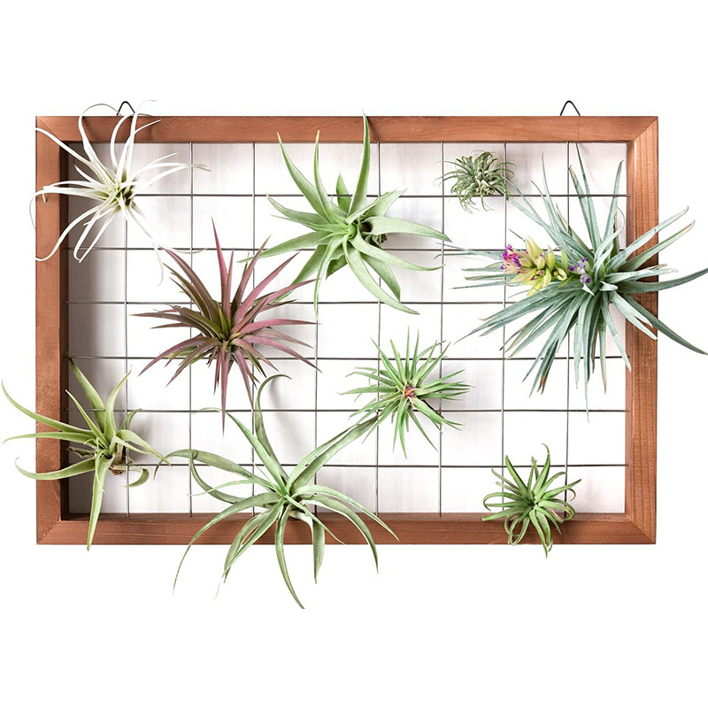 Tillandsia Display Hanger Wooden Shelf Wall Decor for House Plants Succulent Wooden Air Plant Frame Hanging Air plant Holder