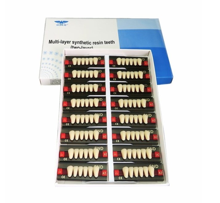 2layer acrylic resin teeth/denture teeth/ resin teeth