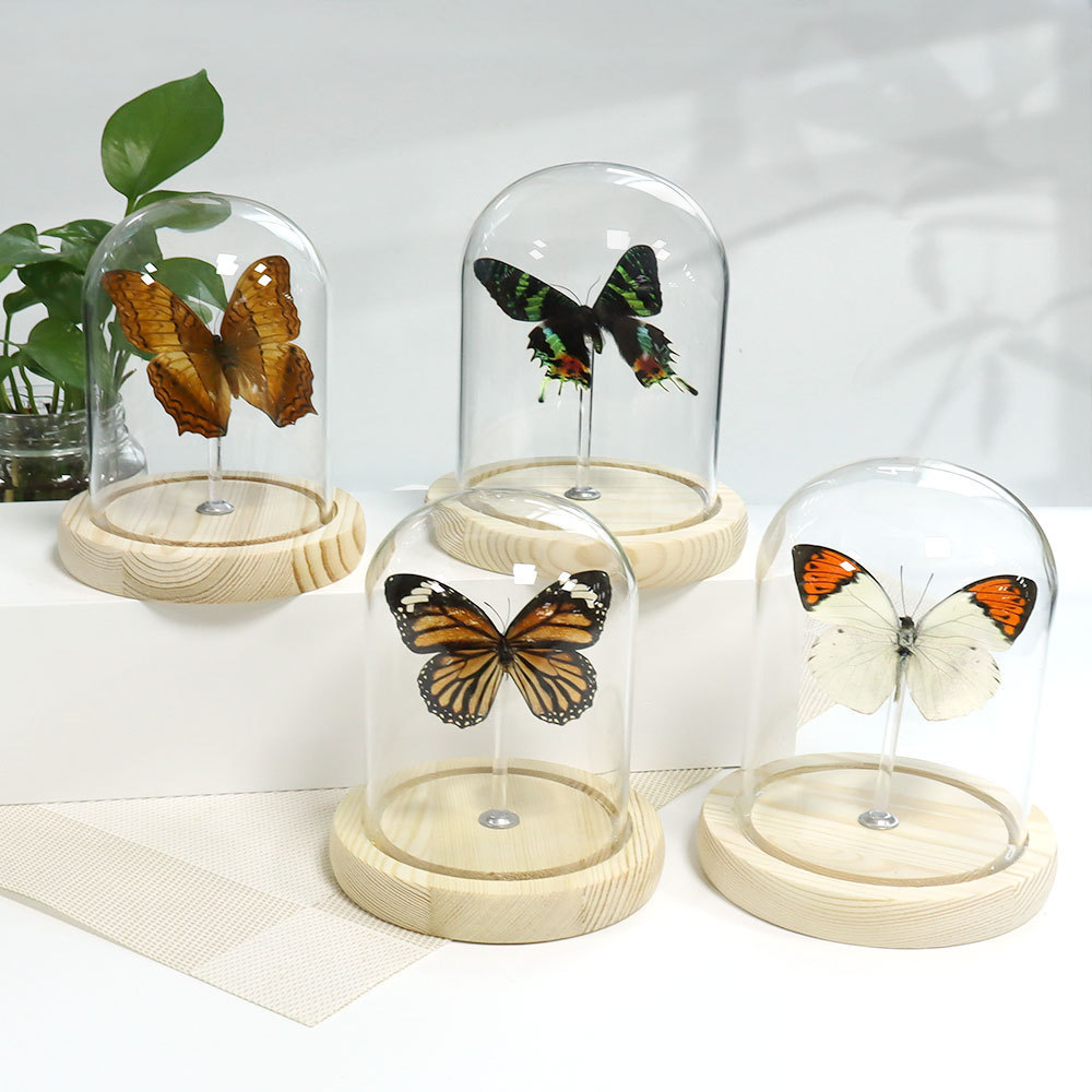 wholesale led lights real butterfly dry rose crafts dome glass display glass domes with wood base