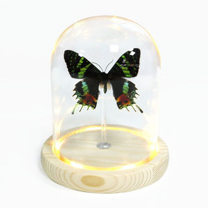 wholesale led lights real butterfly dry rose crafts dome glass display glass domes with wood base