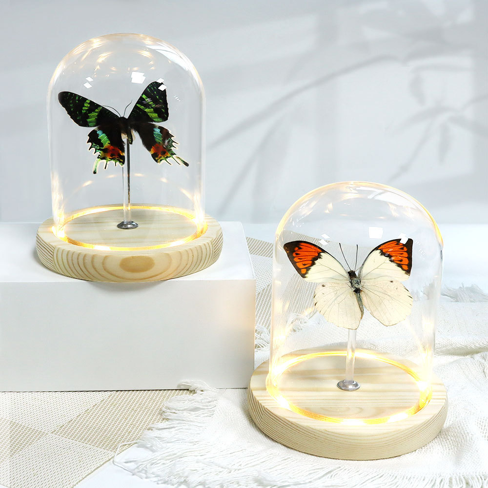 wholesale led lights real butterfly dry rose crafts dome glass display glass domes with wood base