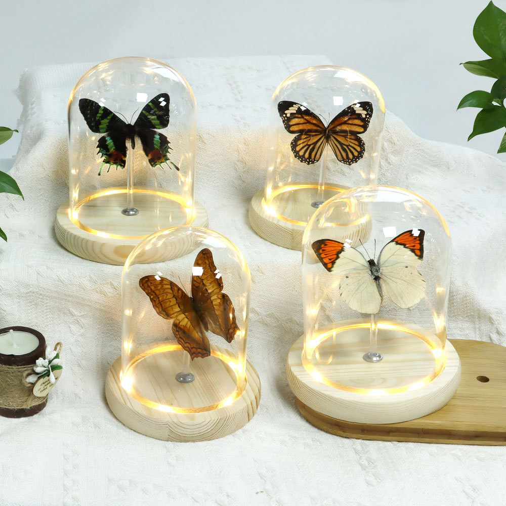 wholesale led lights real butterfly dry rose crafts dome glass display glass domes with wood base