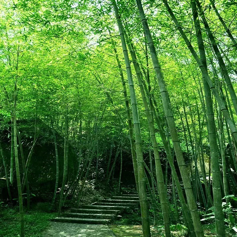 Landscape Bamboo Forest Outdoor Scenery Decorative Wall Background Cloth Wallpaper 3d Wall Landscape Nature Alley Mural