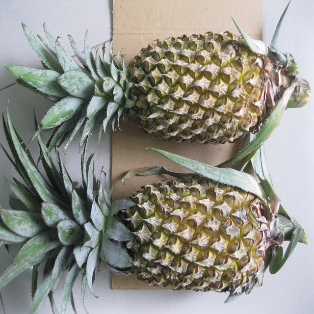 GRADE AAA FRESH PINEAPPLE FROM VIETNAM