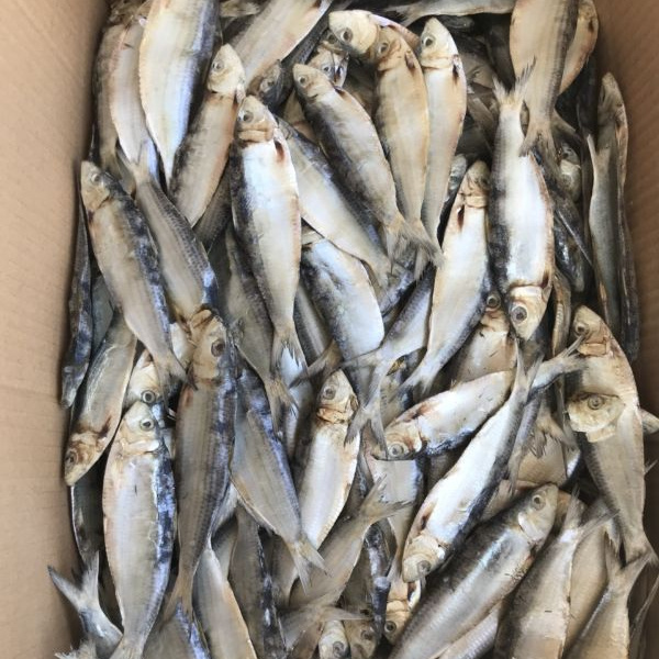 Dried Herring Fish high quality from Vietnam for buyer