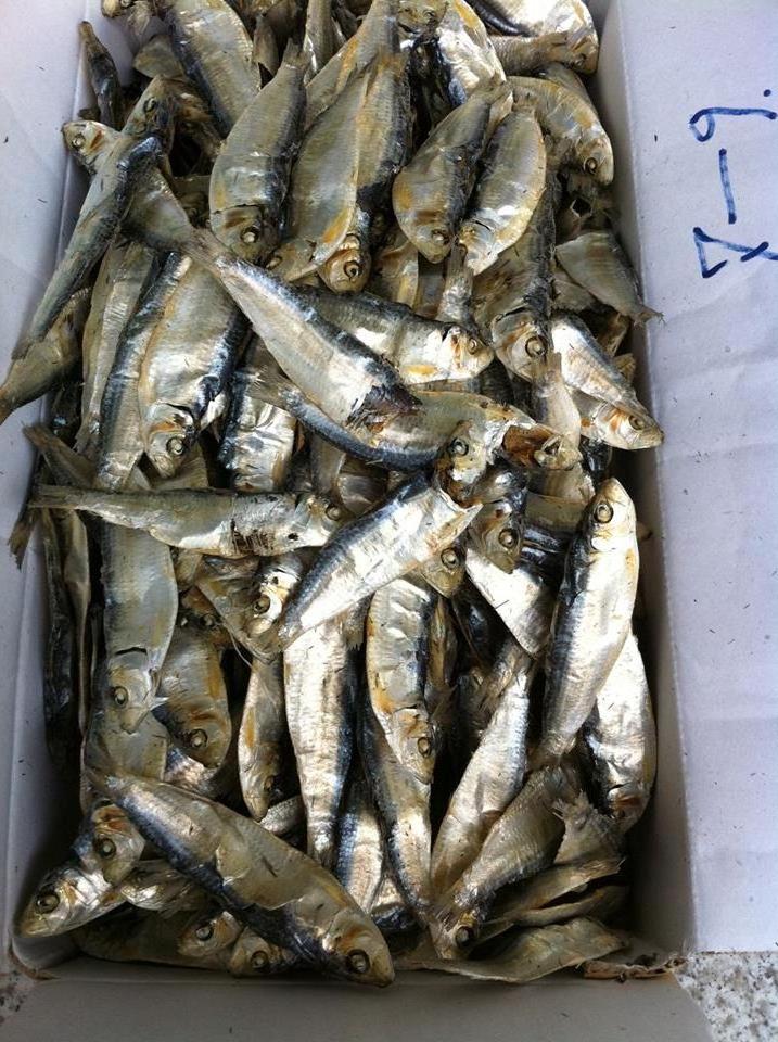 Wholesale Dried Herring Fish high quality form Vietnam Best seller