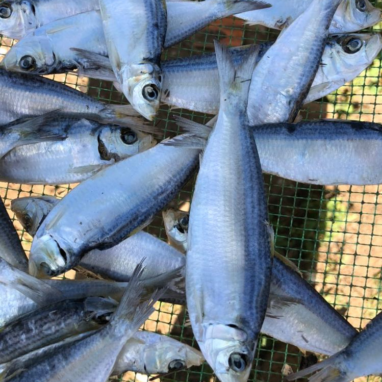 Dried Herring Fish high quality from Vietnam for buyer