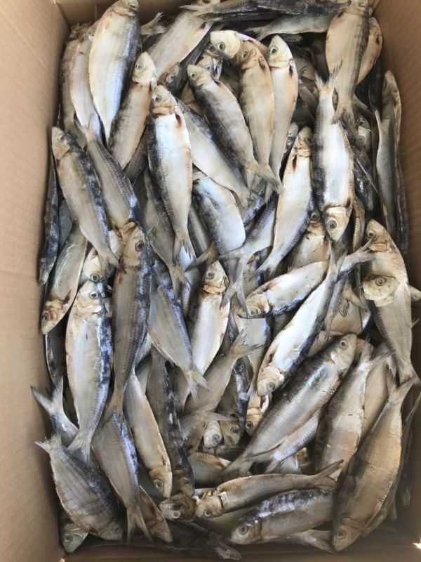 Wholesale Dried Herring Fish high quality form Vietnam Best seller