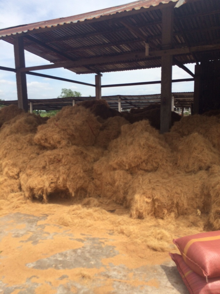 VIETNAM COCONUT FIBER  THE BEST QUALITY USE FOR MATTRESS PRODUCTION AND ROPE USEING MANY PURPOSE FROM VIETNAM