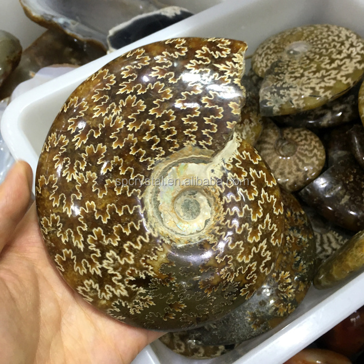 Wholesale natural Fossil pair of ammonites