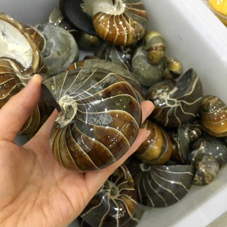 Natural Conch Polished Jade Pattern Ammonite Fossil for Sale