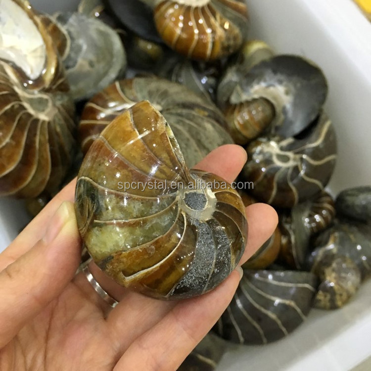 Wholesale natural Fossil pair of ammonites