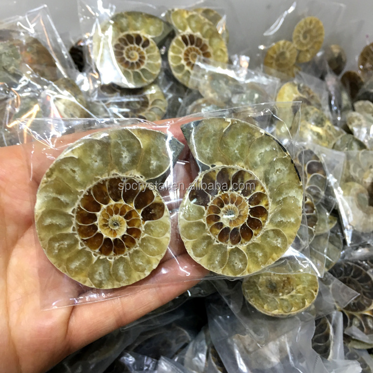 Wholesale natural Fossil pair of ammonites