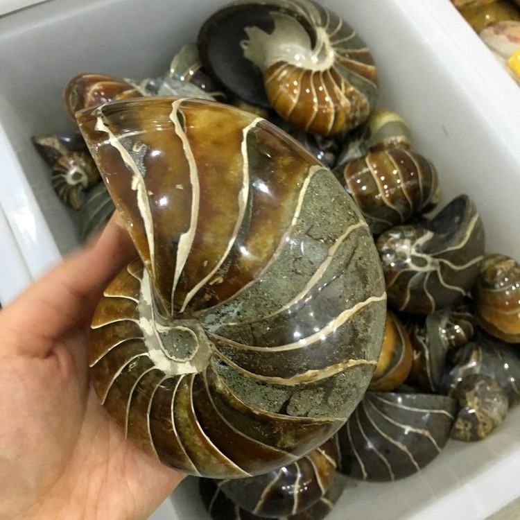 Natural Conch Polished Jade Pattern Ammonite Fossil for Sale