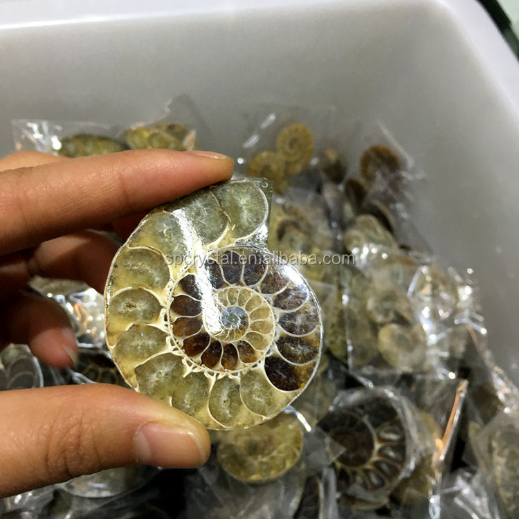 Wholesale natural Fossil pair of ammonites