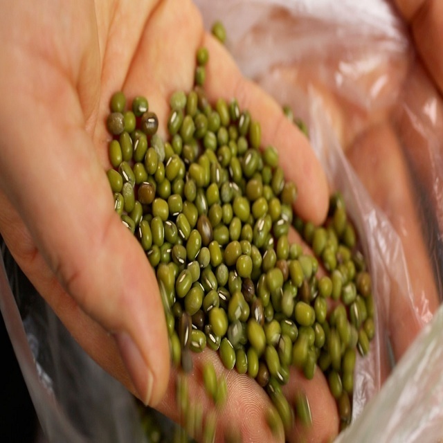 Green Mung Bean In Best Quality Nutrient Rice Mung Beans Available For Export