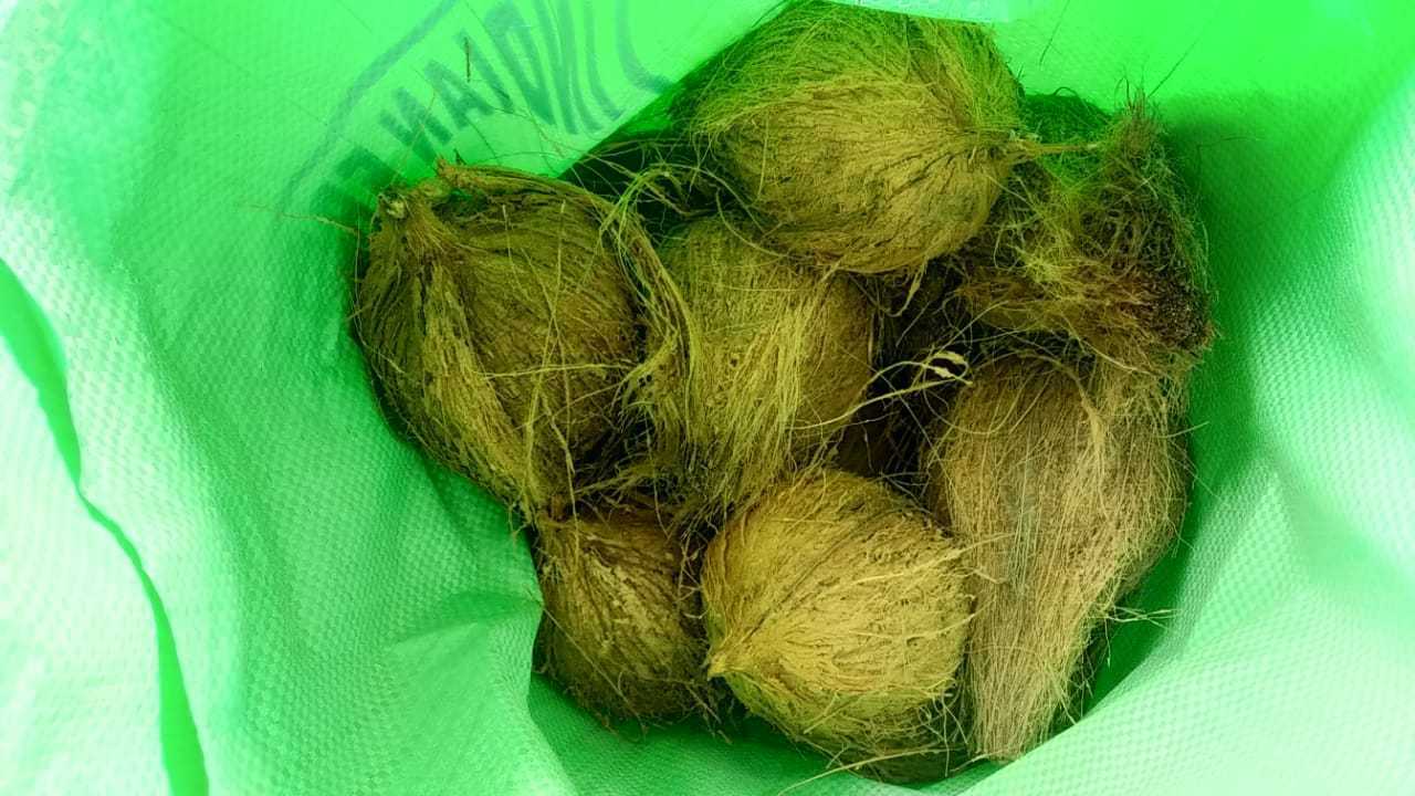 Semi Husked Fresh Coconut