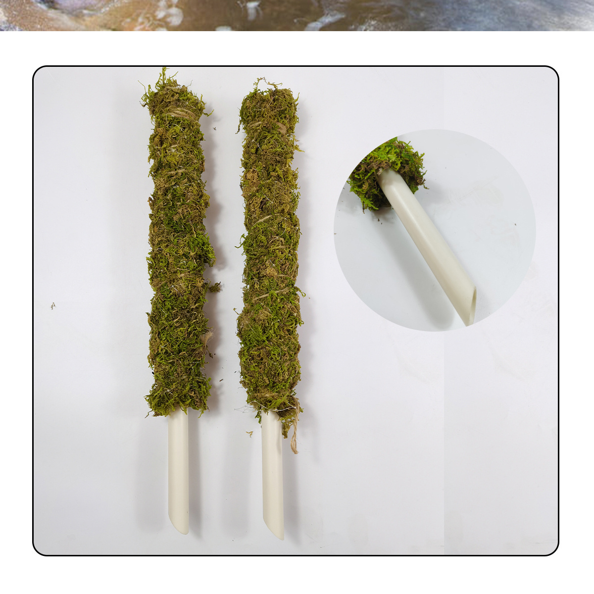 Custom size or 16 Inch 20Inch 24Inch Garden Plant Support Stakes Moss Pole  Climbing Plants Indoor Sphagnum Moss Stick