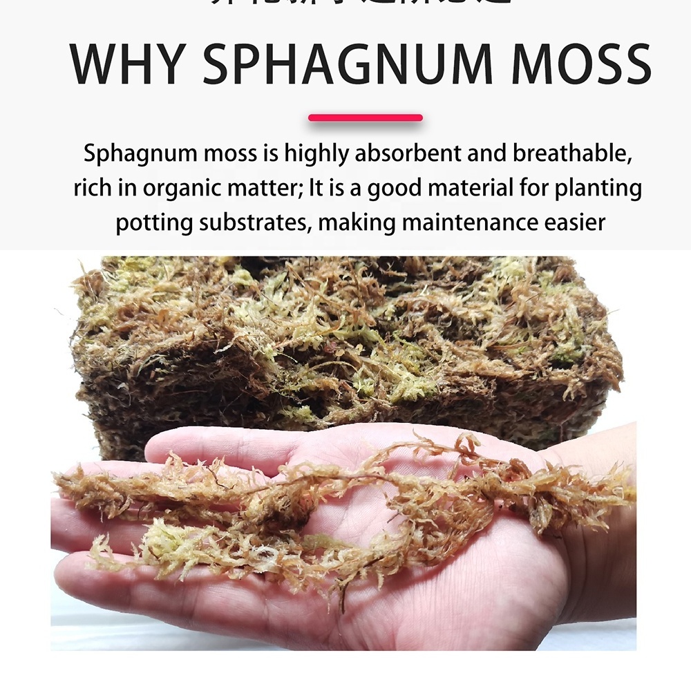 wholesale long fiber sphagnum moss custom compressed dry brick  sphagnum peat moss for reptile substrate plants